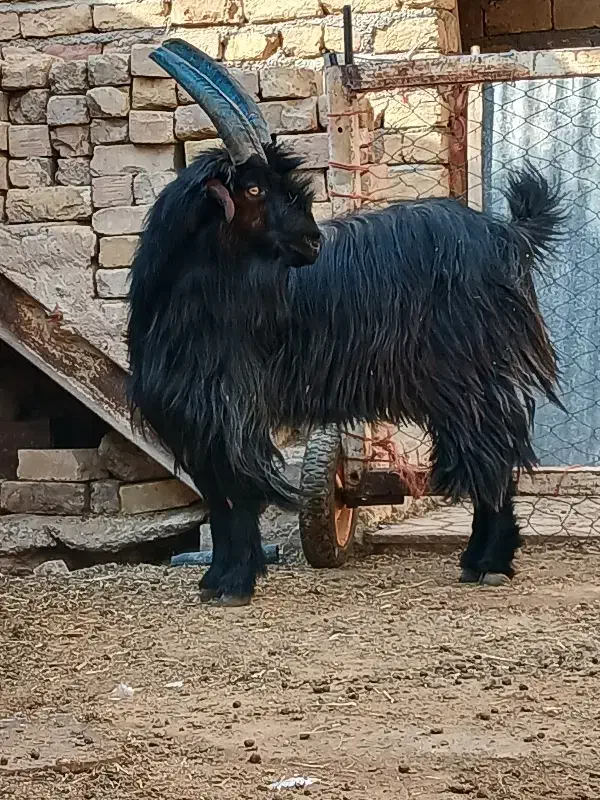 یک عدد نربز جلو رو نترس|حیوانات مزرعه|ساوه, |دیوار