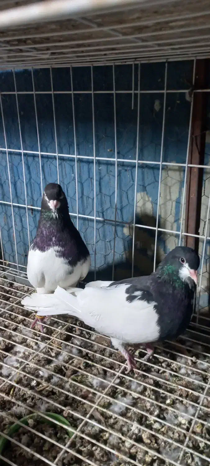 فروش  یجفت یالی با یه طوقی نر|پرنده|برازجان, |دیوار