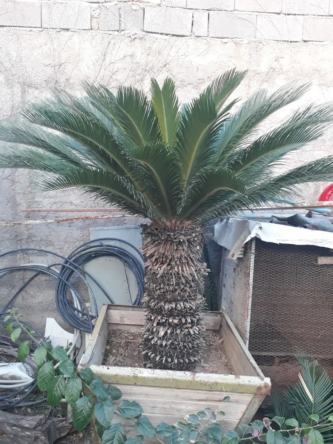 گل سیکاس بزرگ و زیبا با تنه یک متری|گل و گیاه طبیعی|مزرعه کتول, |دیوار