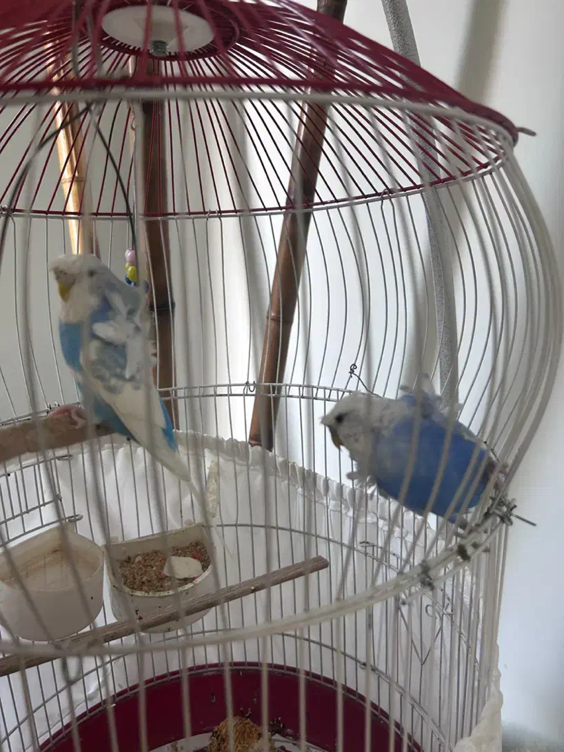 مرغ عشق پروانه ای|پرنده|شهریار, شهریار|دیوار