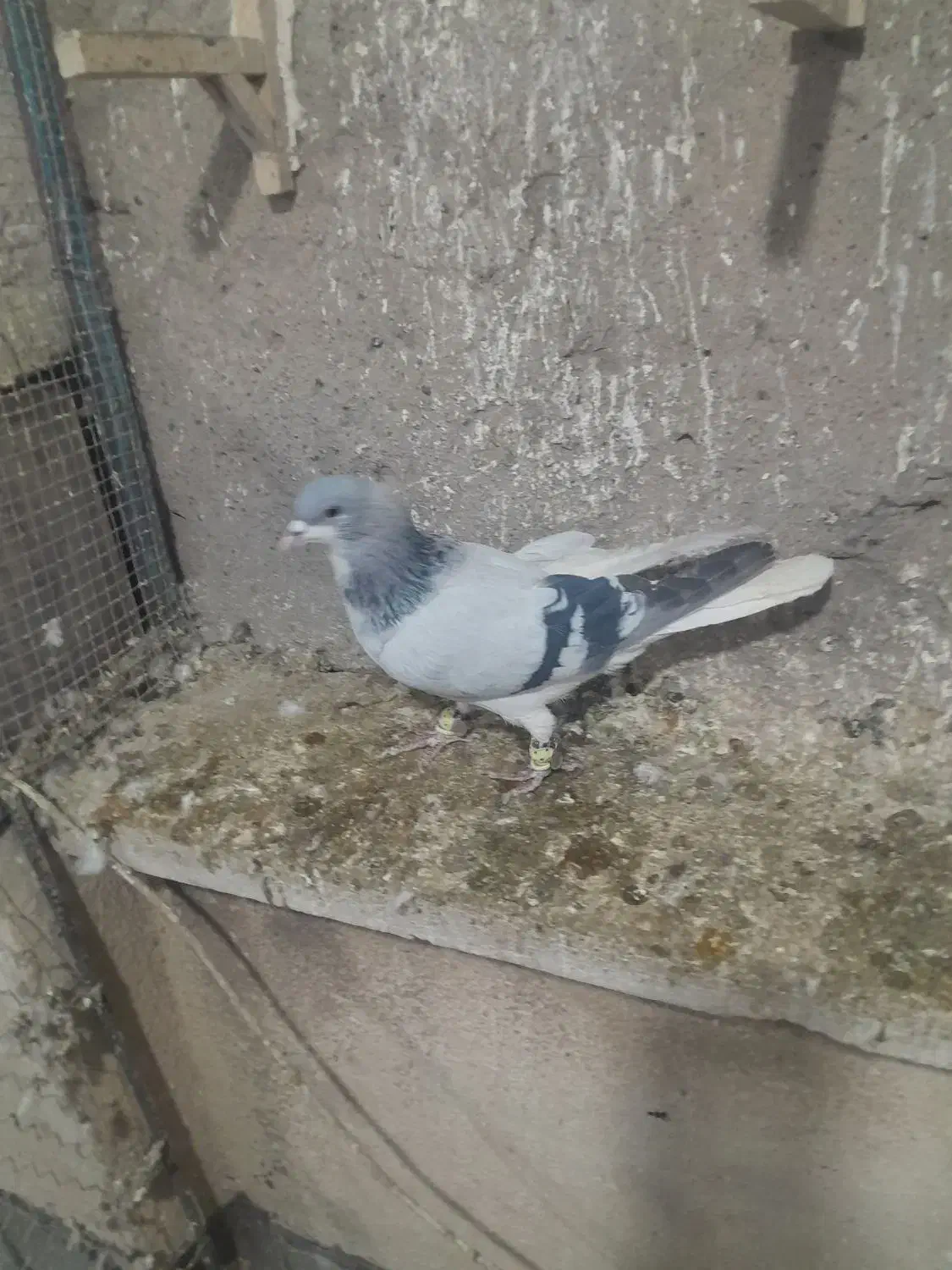 چپ کبود نر|پرنده|قزوین, |دیوار