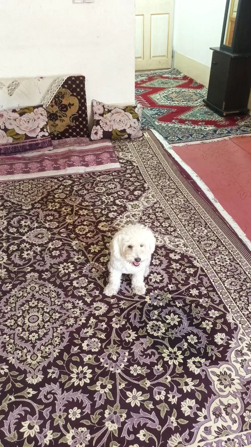 سگ شیتزو|سگ|سیرجان, |دیوار