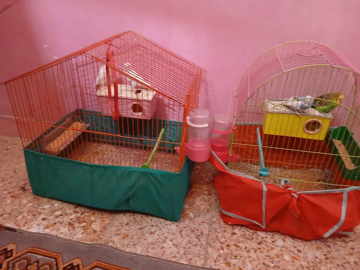 مرغ عشق|پرنده|مسجد سلیمان, |دیوار