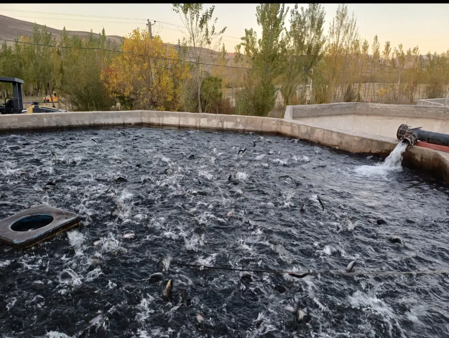 ماهی قزل آلا ۱۰۰ گرم اسپانیا|ماهی|ویلکیج, |دیوار