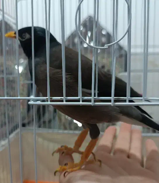 مرغ مینا|پرنده|کرمان, |دیوار