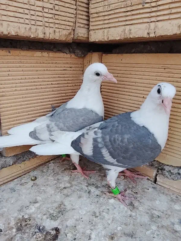 دوکت خطی|پرنده|شوشتر, |دیوار