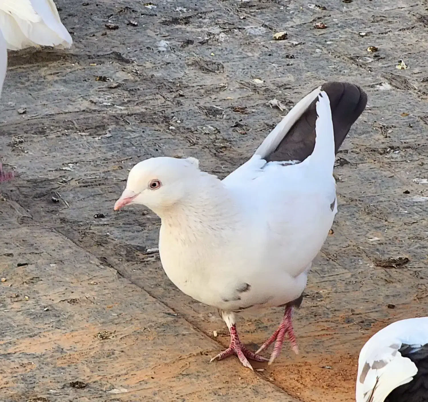 کبوتر دم قهوه ای|پرنده|بیجار, |دیوار