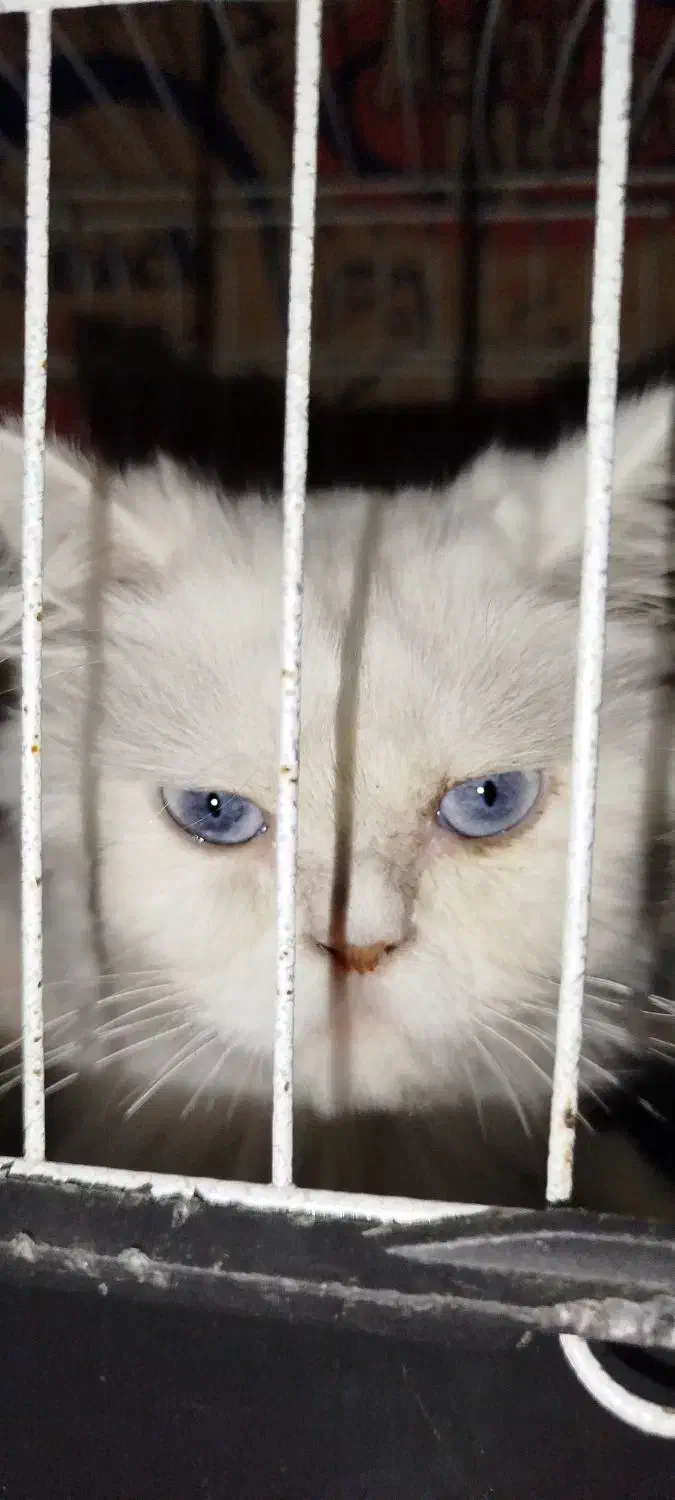 گربه پرشین.|گربه|گرگان, |دیوار