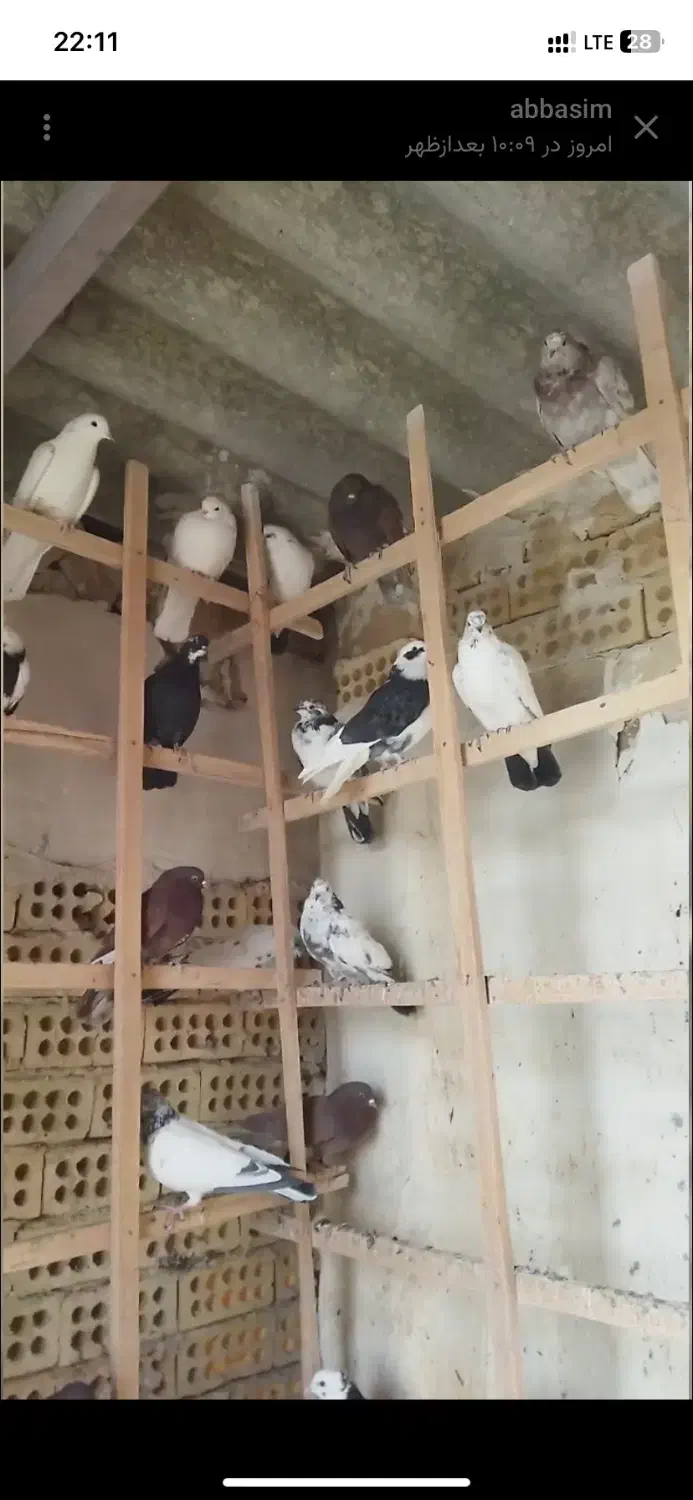 ۲۵جفت جوجه کفتر ناجلد|پرنده|کاشان, فاز ۱ ناجی آباد|دیوار