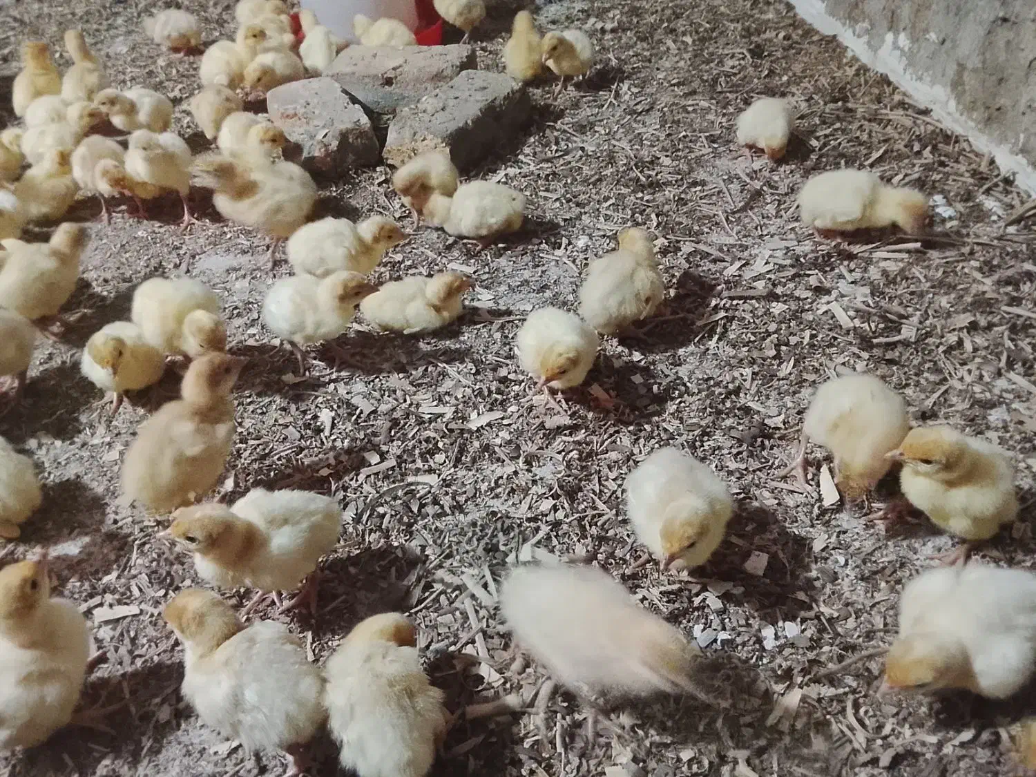 جوجه بوقلمون بیوتی ۶ اصل|حیوانات مزرعه|گنبد کاووس, |دیوار