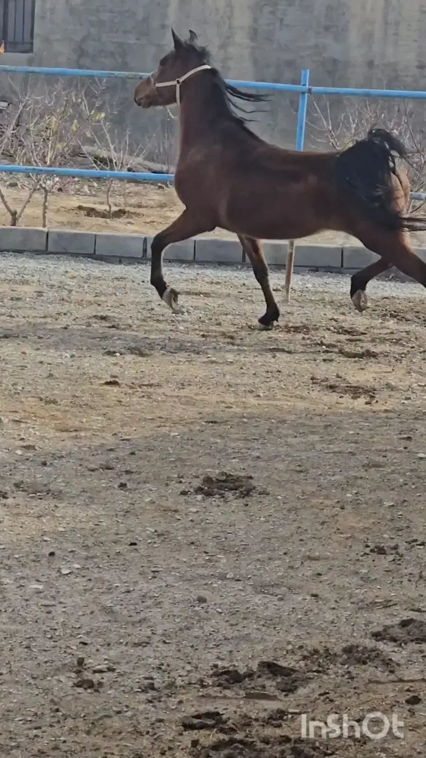 مادیان بسیار سر و دمگیر و بدن دار|اسب و تجهیزات اسبسواری|گلپایگان, |دیوار