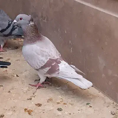 نر فروشی|پرنده|خاش, |دیوار