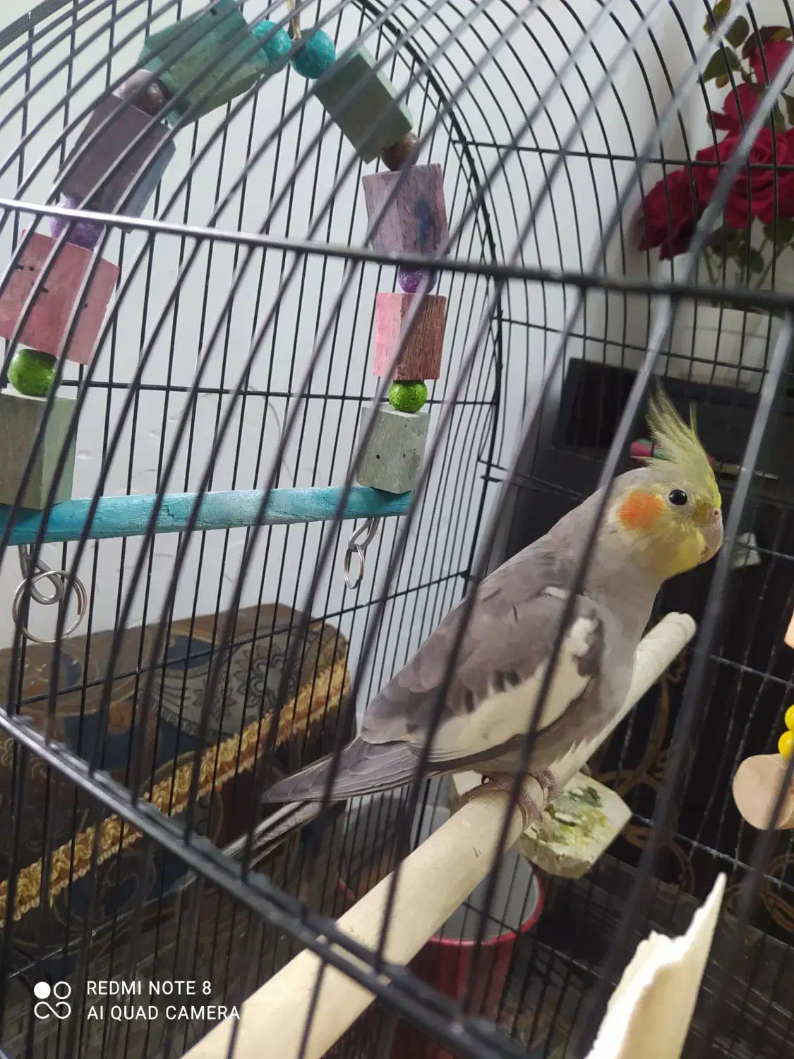 عروس هلندی چهار ماهه|پرنده|کتالم و سادات شهر, |دیوار