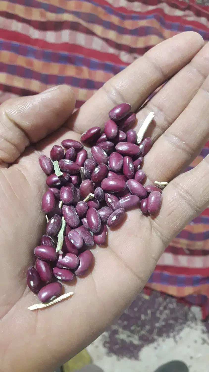 لوییا قرمز|خوردنی و آشامیدنی|بزینه رود, |دیوار