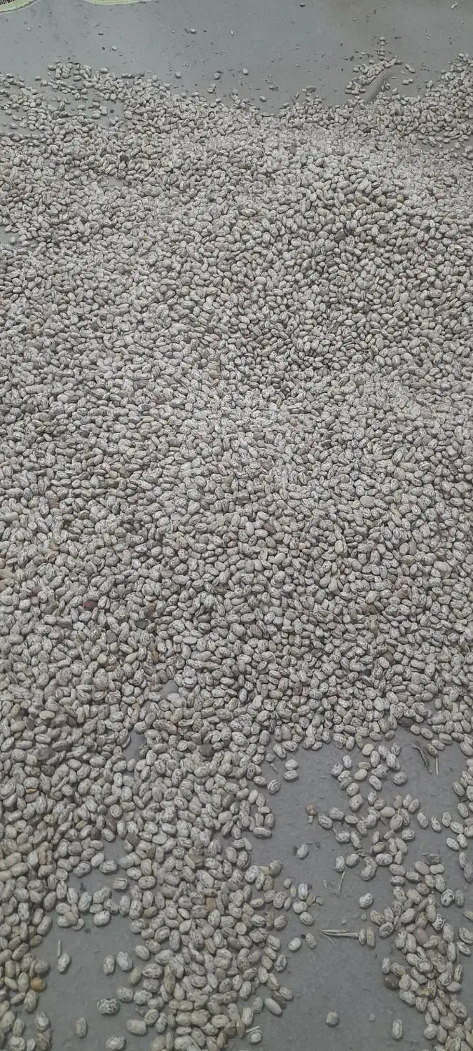 لوبیا چیتی درجه یک|خوردنی و آشامیدنی|پلدختر, |دیوار