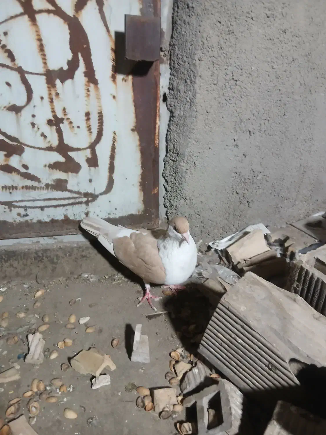 یک ساده کلاغ دم زرد نره|پرنده|مشهد, قائم|دیوار