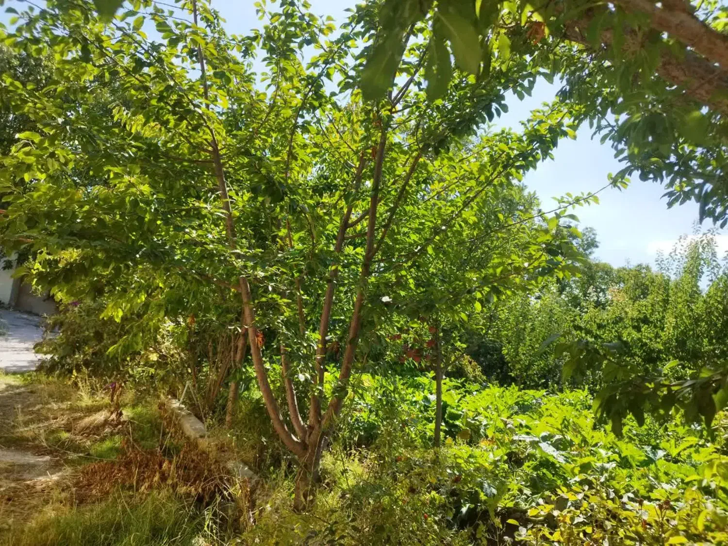 باغ ویلایی|فروش خانه و ویلا|باسمنج, |دیوار