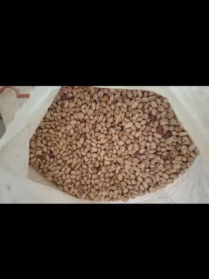 فروش لوبیا چیتی و سفید و قرمز درجه یک|خوردنی و آشامیدنی|باغ بهادران, |دیوار