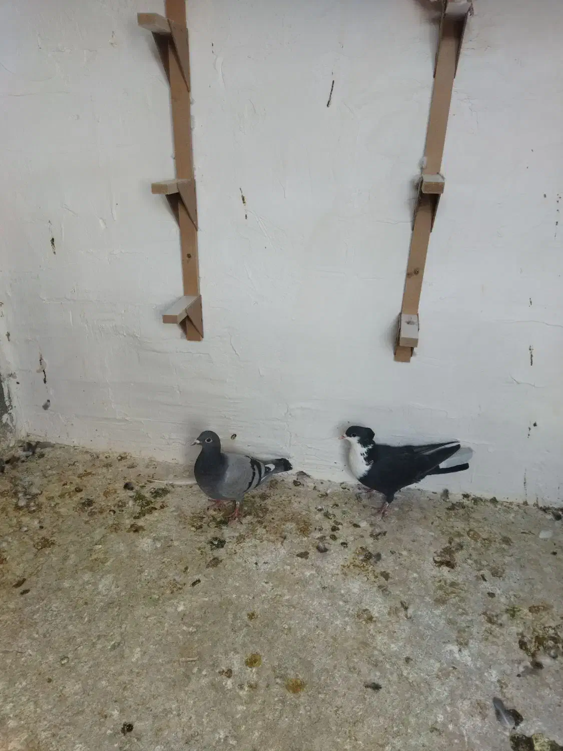 جفتی و پروندنی|پرنده|یزدان شهر, |دیوار