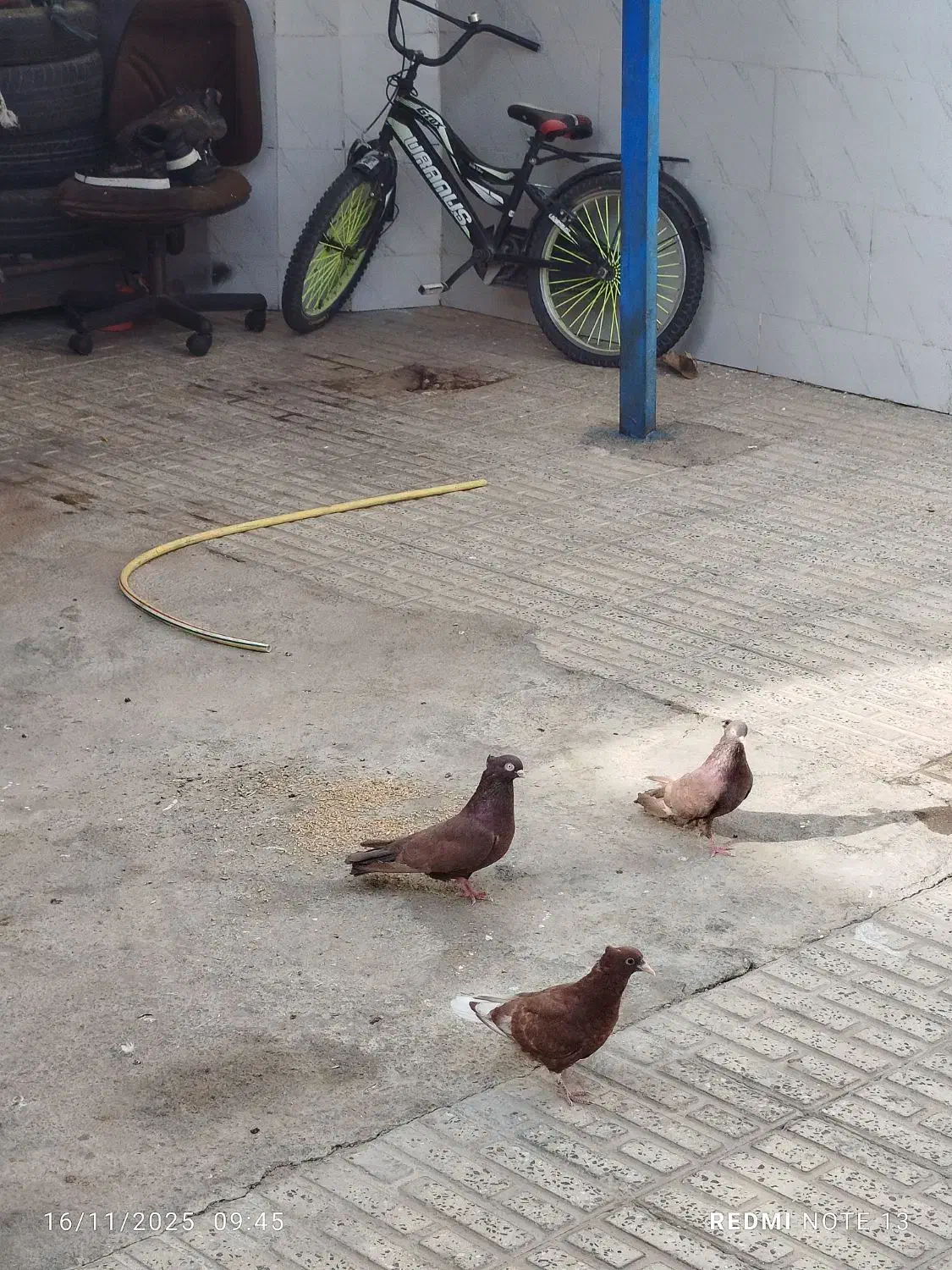 کبوتر معاوضه|پرنده|شهرضا, |دیوار