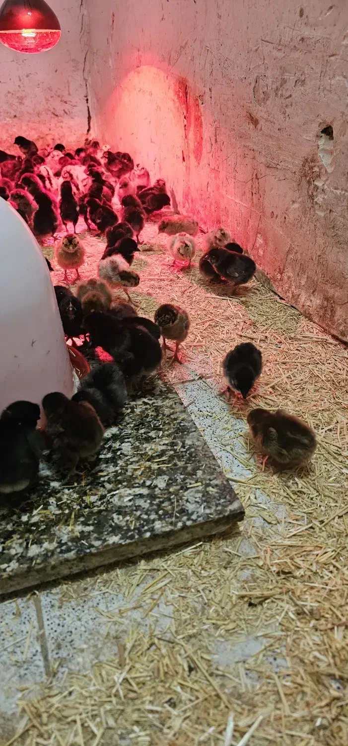 جوجه عربی|حیوانات مزرعه|آبادان, |دیوار