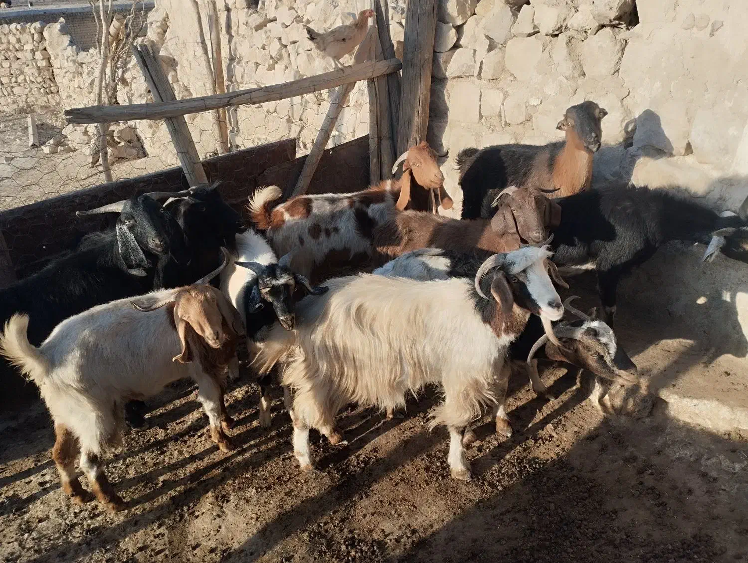باسلام تعداد10رس بزجوان توشتیرسالم بشرط|حیوانات مزرعه|درب گنبد, |دیوار