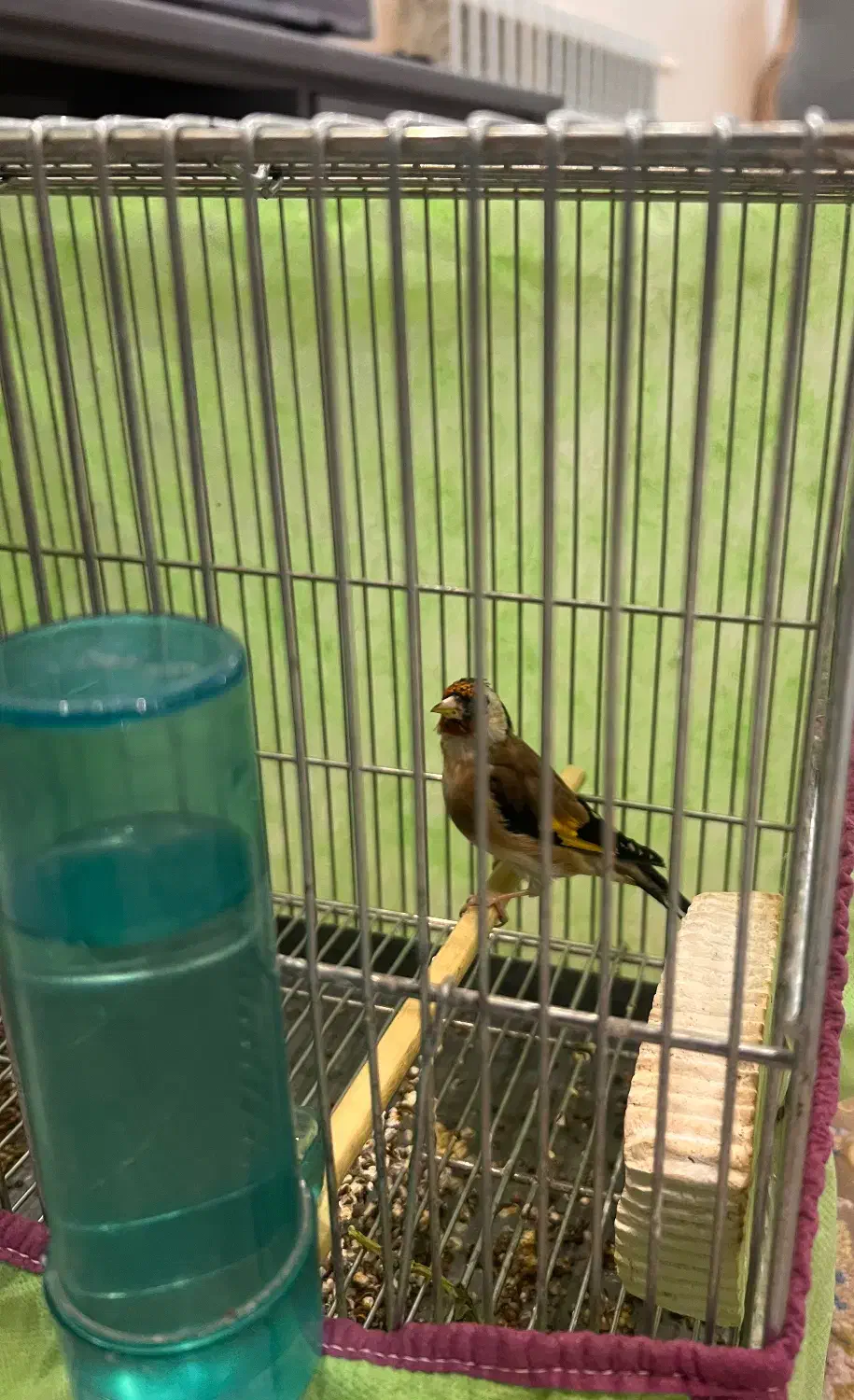 ماده‌سهره داغ سر نشون دار جفتی با سهره|پرنده|شهریار, شهریار|دیوار