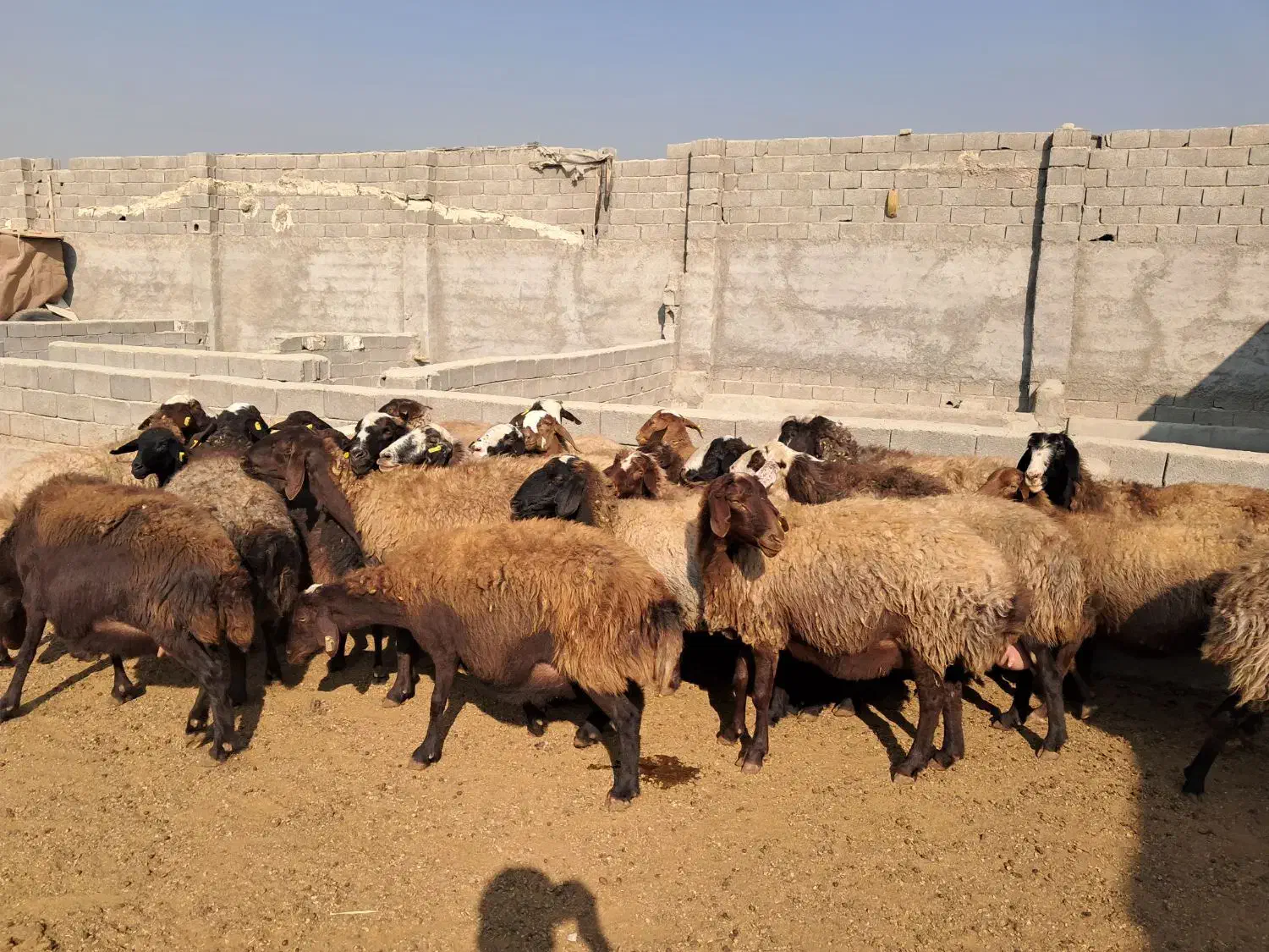 ۲۶ راس میش افشاری جوان آبستن سنگین بره دار|حیوانات مزرعه|شهریار, شهریار|دیوار