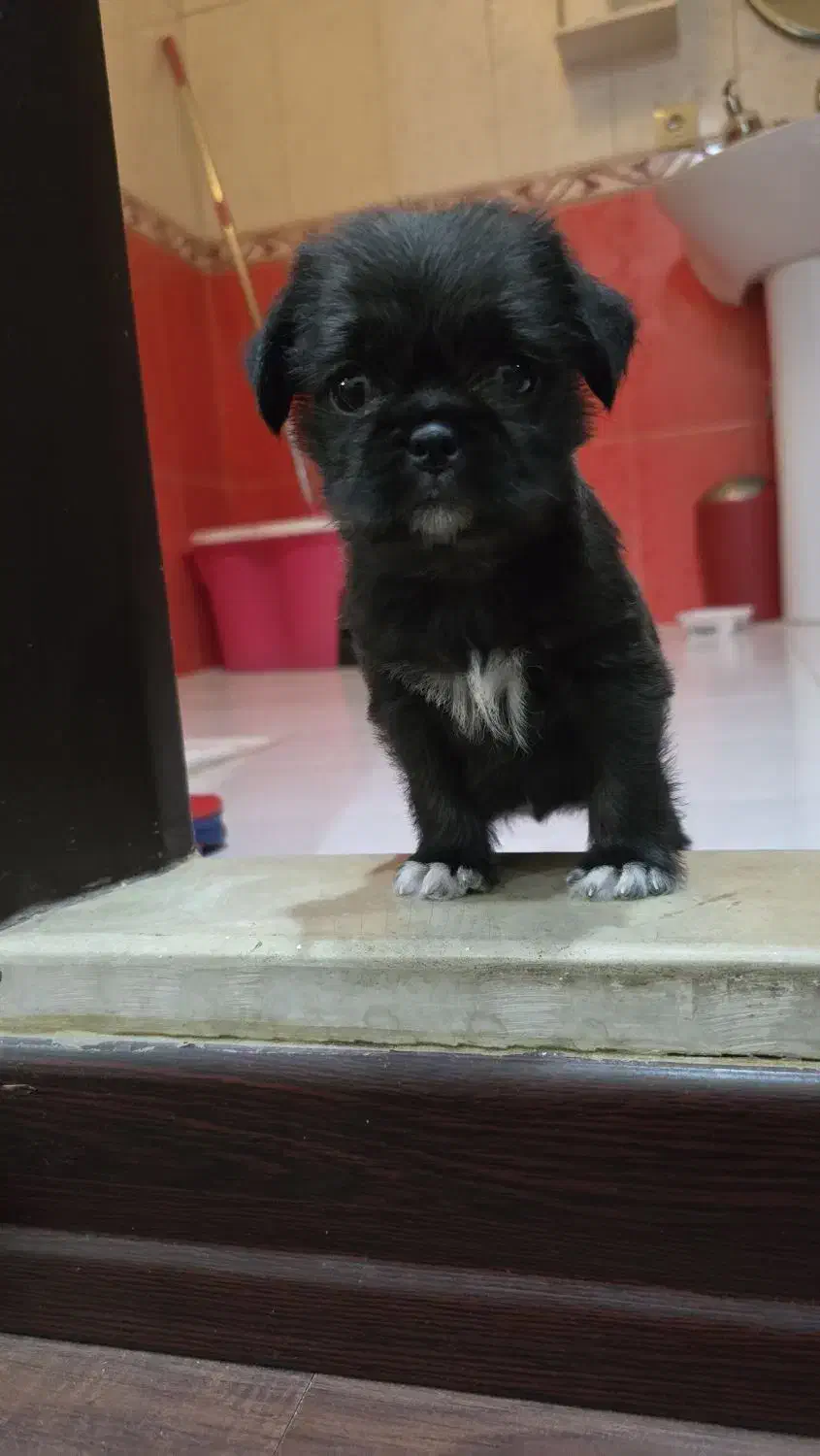 پیکینیز کراس|سگ|کرج, عظیمیه|دیوار