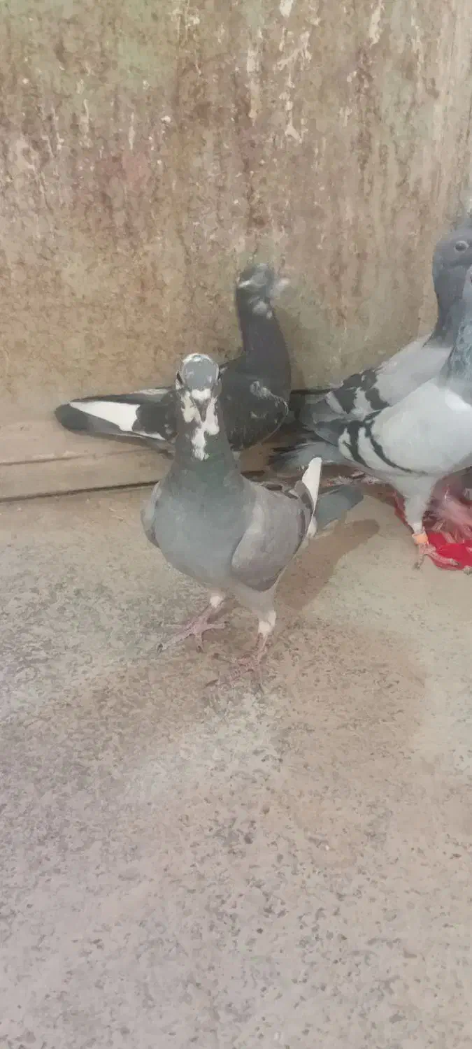کفتر فروشی چهار تا جوجه نر سرکله دار ابلغ|پرنده|صابری, |دیوار