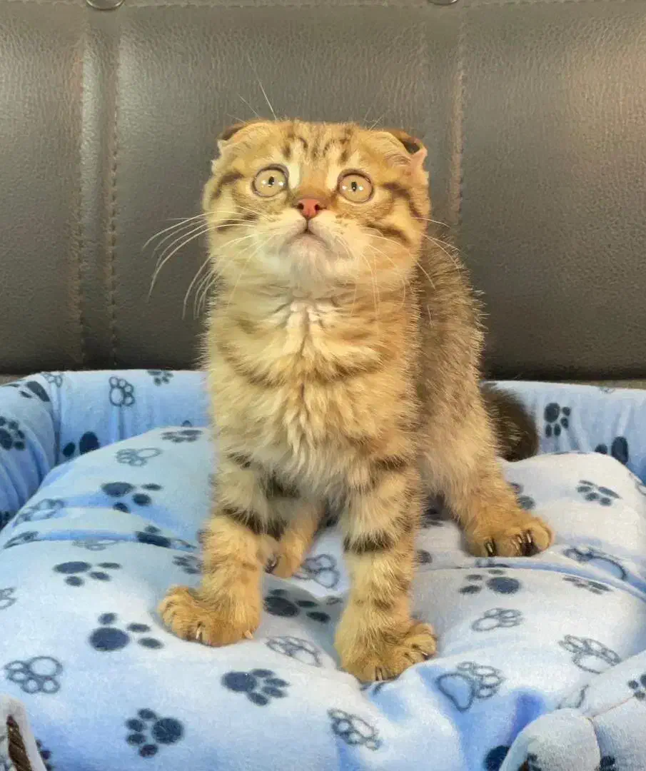 گربه اسکاتیش بریتیش پرشین|گربه|سقز, |دیوار