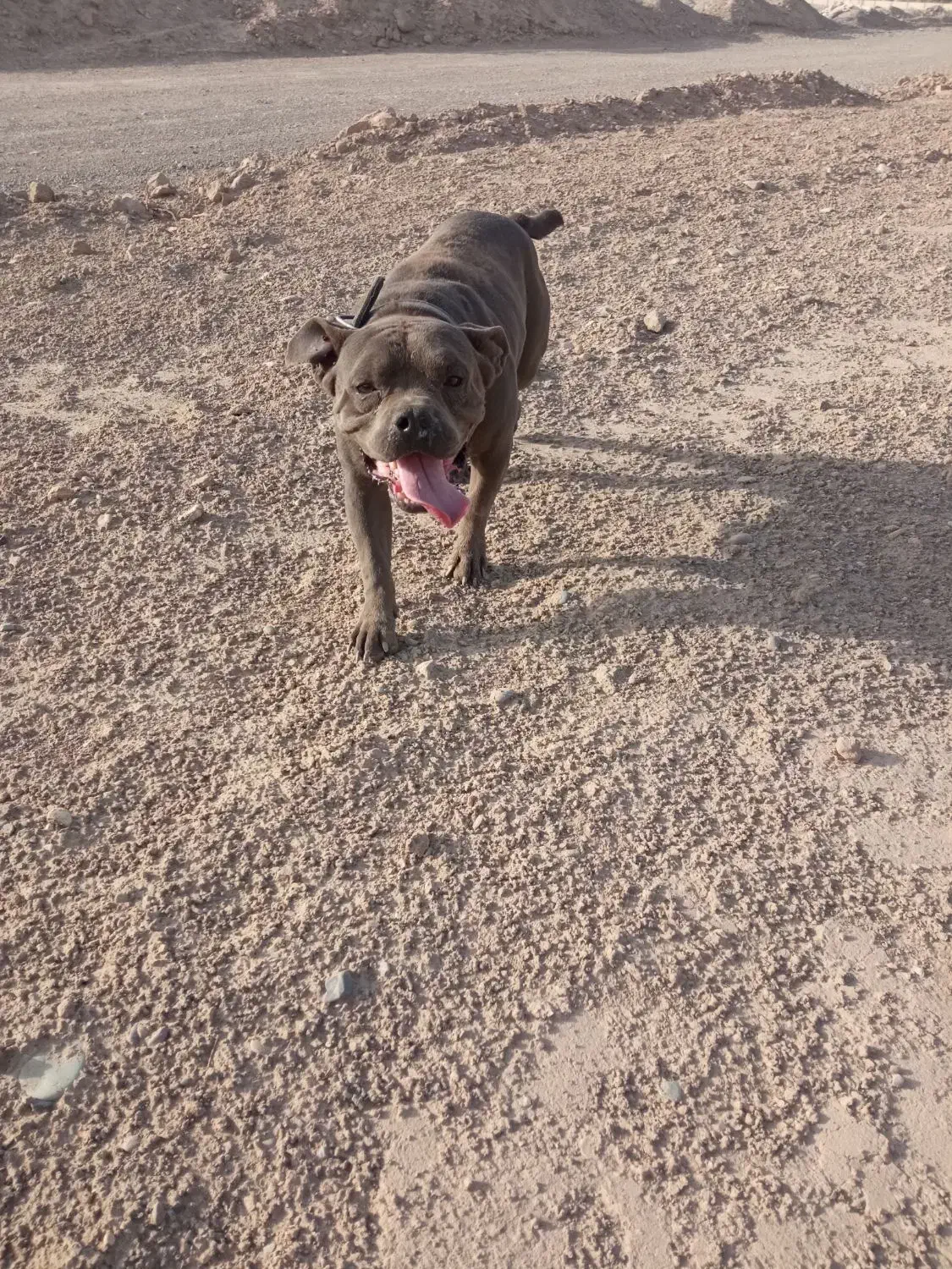 معاوضه با سگ نگهبان|سگ|شریفآباد, |دیوار