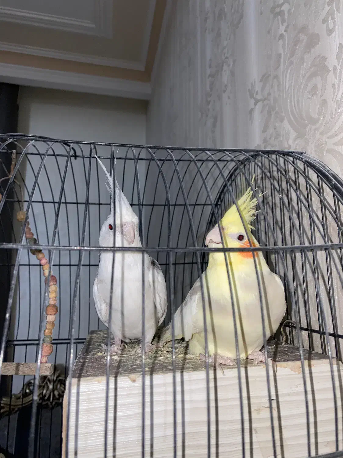 عروس هلندی یک جفت دم بلند|پرنده|تهران, امام زاده عبدالله|دیوار