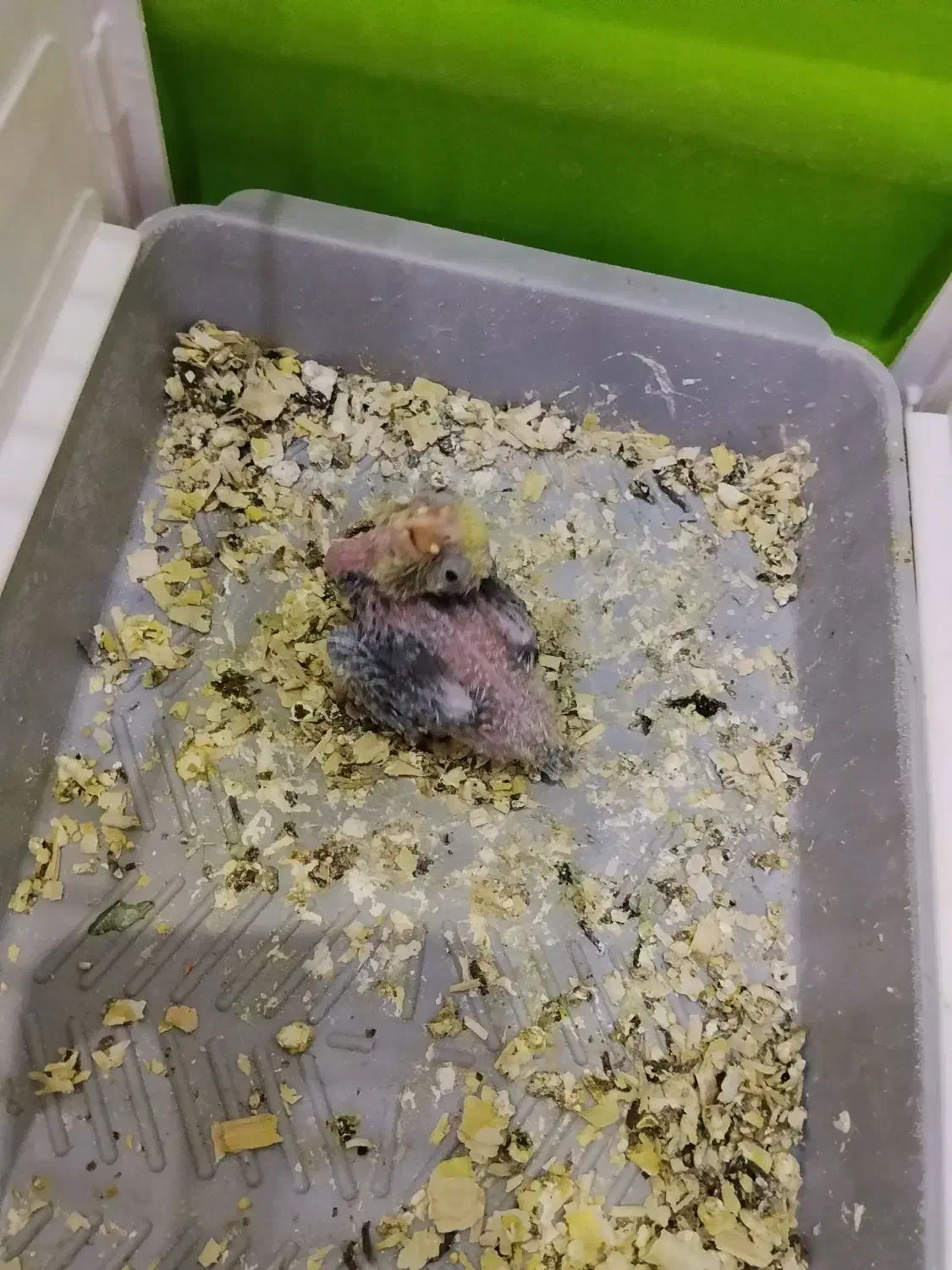 عروس هلندی نر بالغ|پرنده|گرمسار, |دیوار