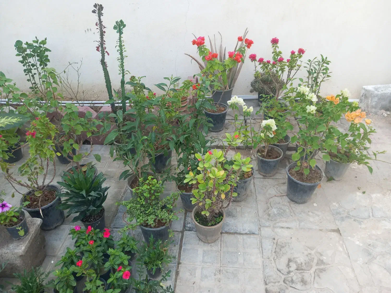 عروسک سبزها|اسباب‌بازی بچه|بندر کنگان, |دیوار