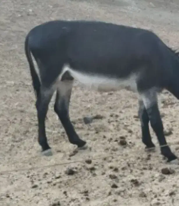 الاغ نر|حیوانات مزرعه|شهر ری, ملک‌آباد|دیوار