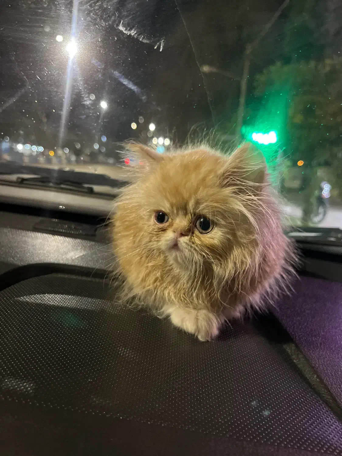 گربه|گربه|گنبد کاووس, |دیوار