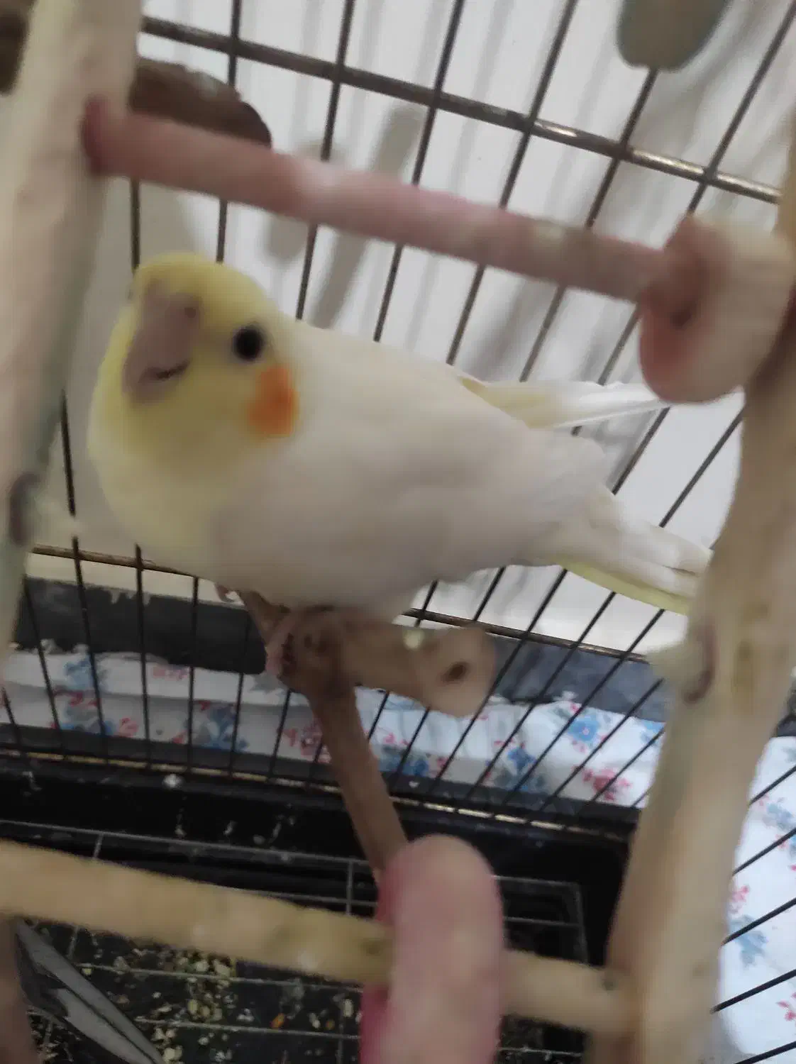 عروس هلندی|پرنده|هشتگرد, فاز ۲ مهستان|دیوار