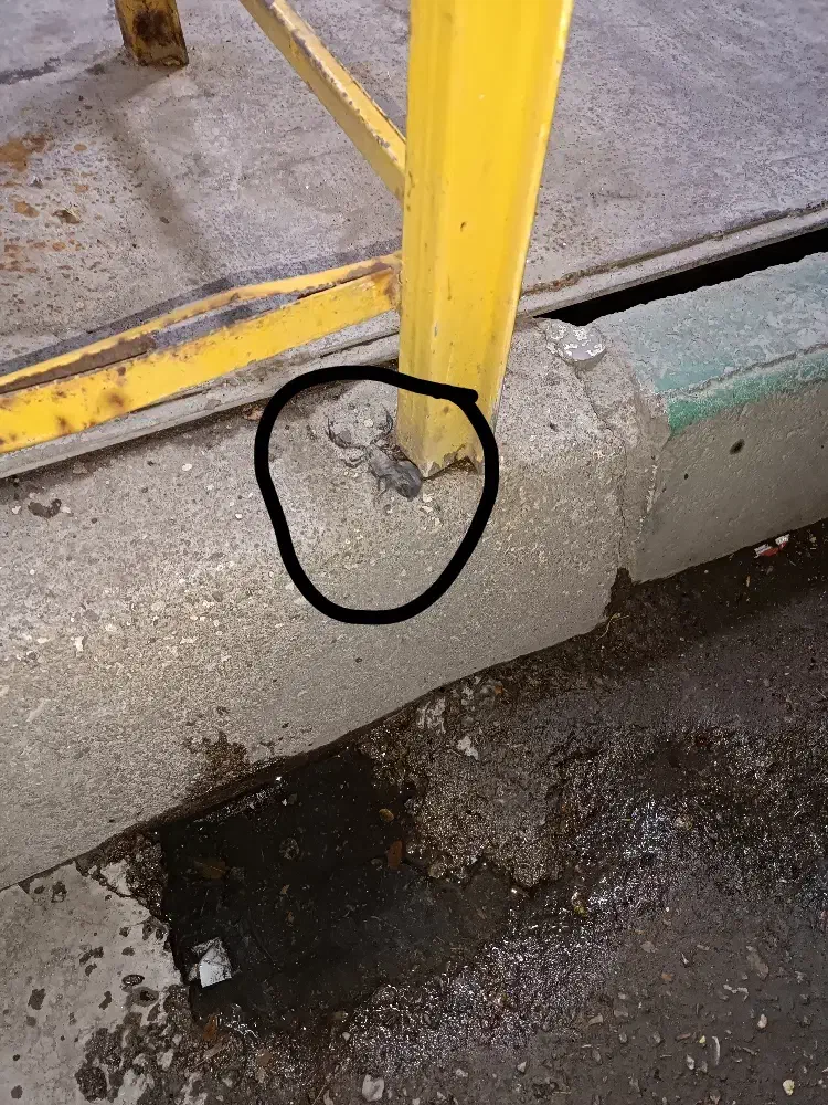 سم سوسک تضمینی|لوازم نظافت|ساوه, |دیوار