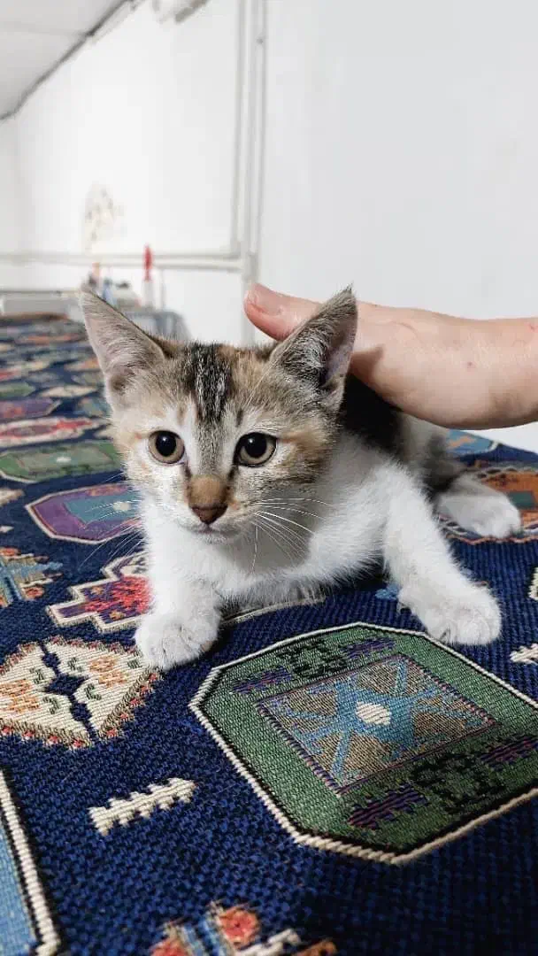 فندق کوچولو|گربه|رشت, منظریه|دیوار