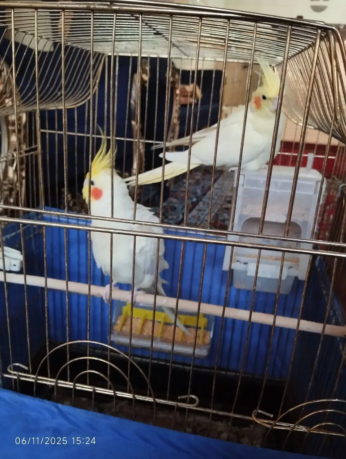 یک جفت عروس کار داده مولد|پرنده|باسمنج, |دیوار