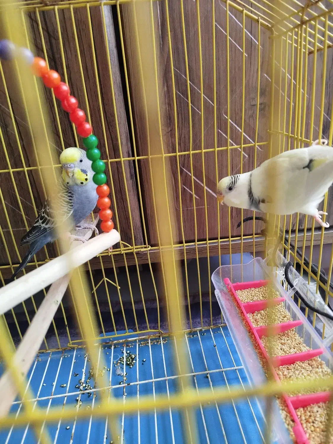 یک جفت|پرنده|ایلام, |دیوار