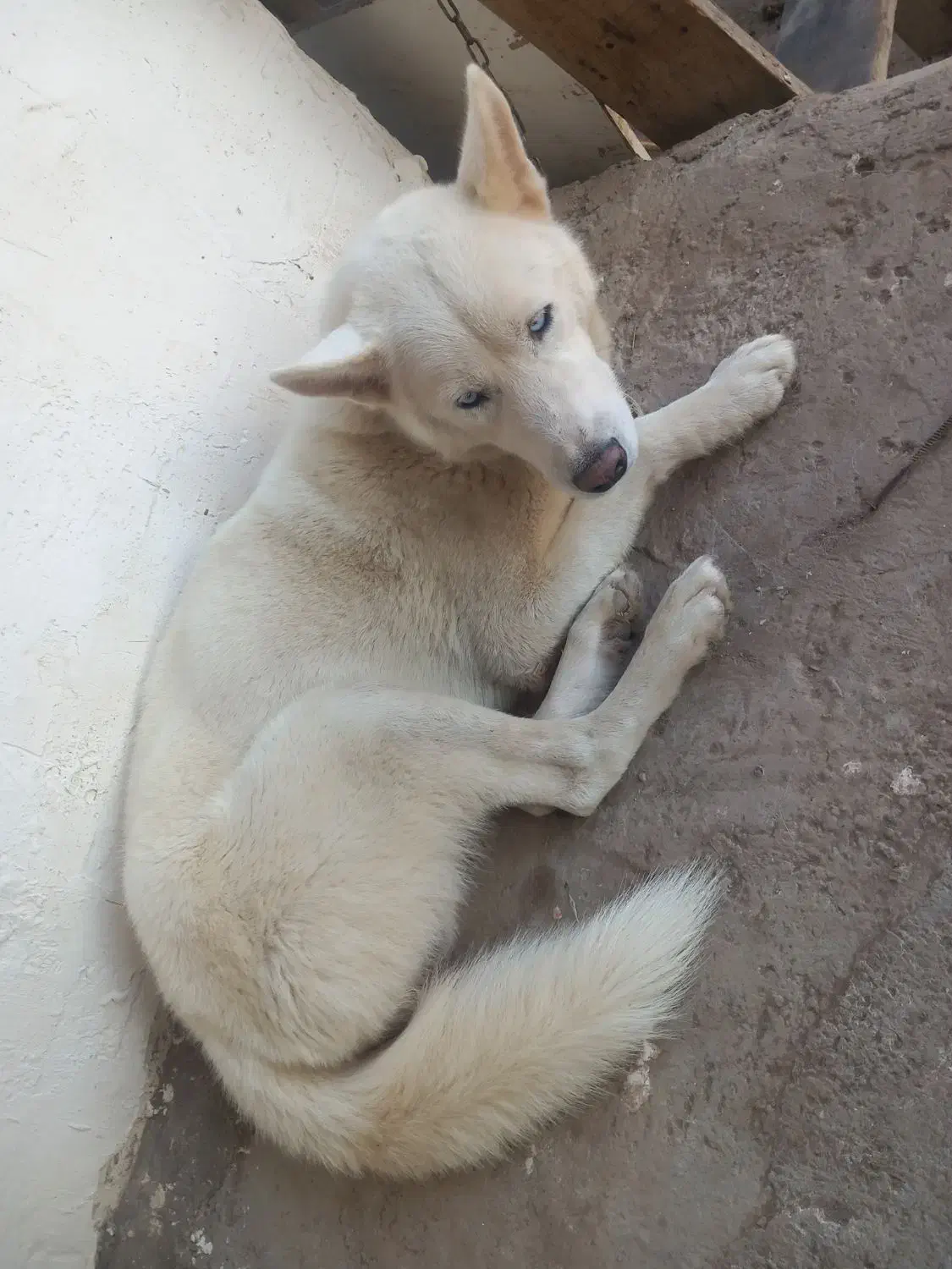 فروش سگ هاسکی|سگ|رشت, حومه رشت|دیوار