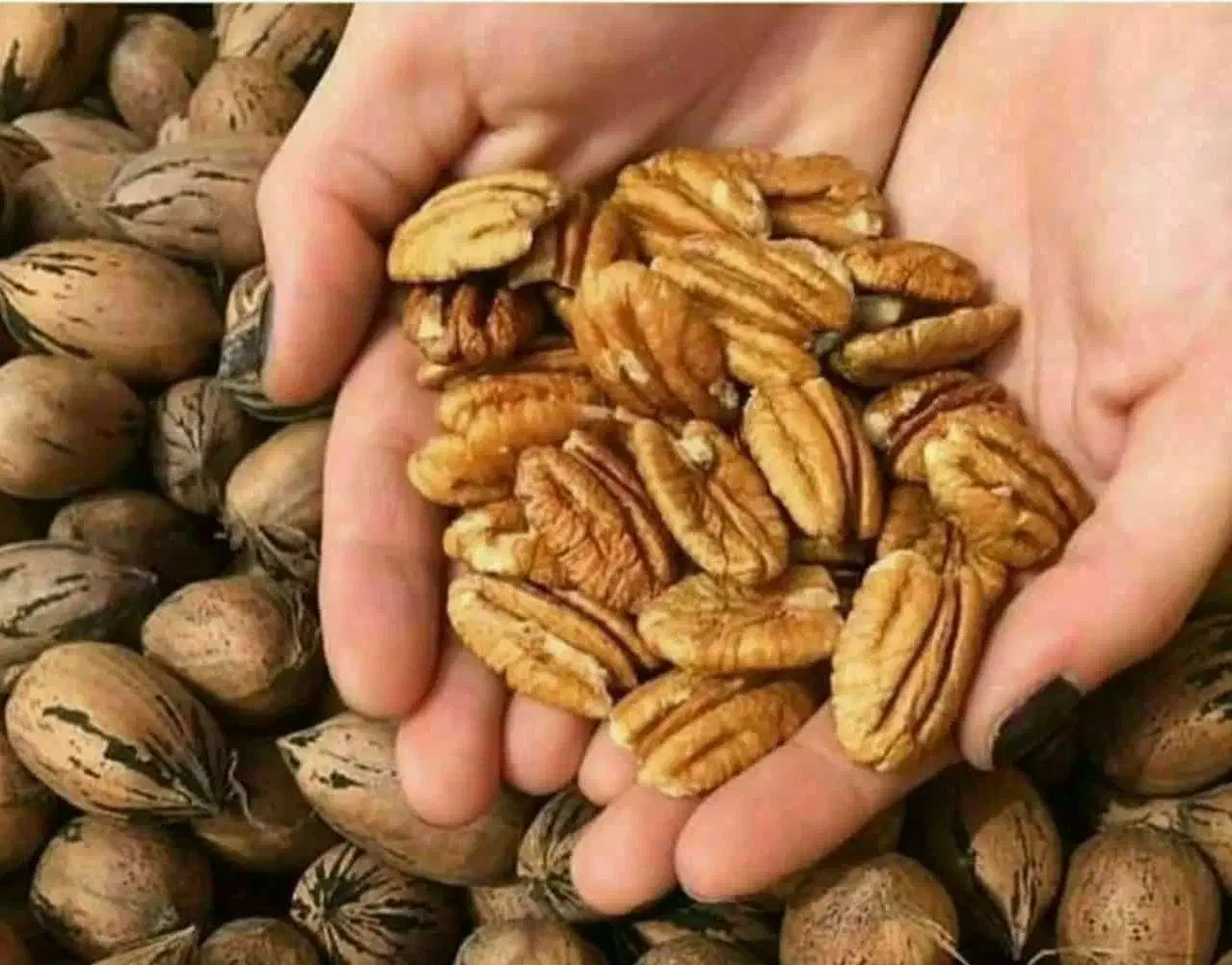 فروش درخت گردو پکان بذری|خدمات باغبانی و درختکاری|کنگاور, |دیوار