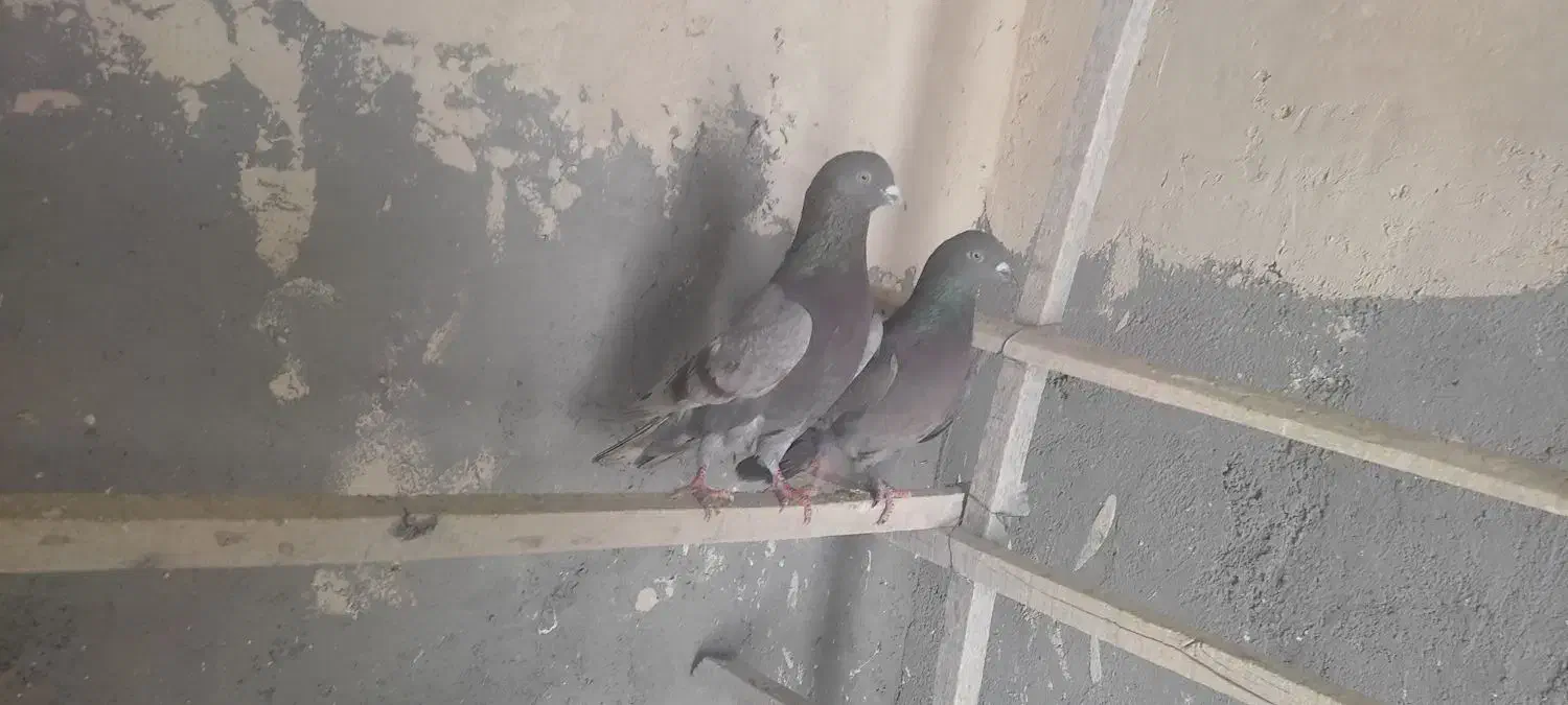 کبوتر مایه|پرنده|قم, دورشهر|دیوار