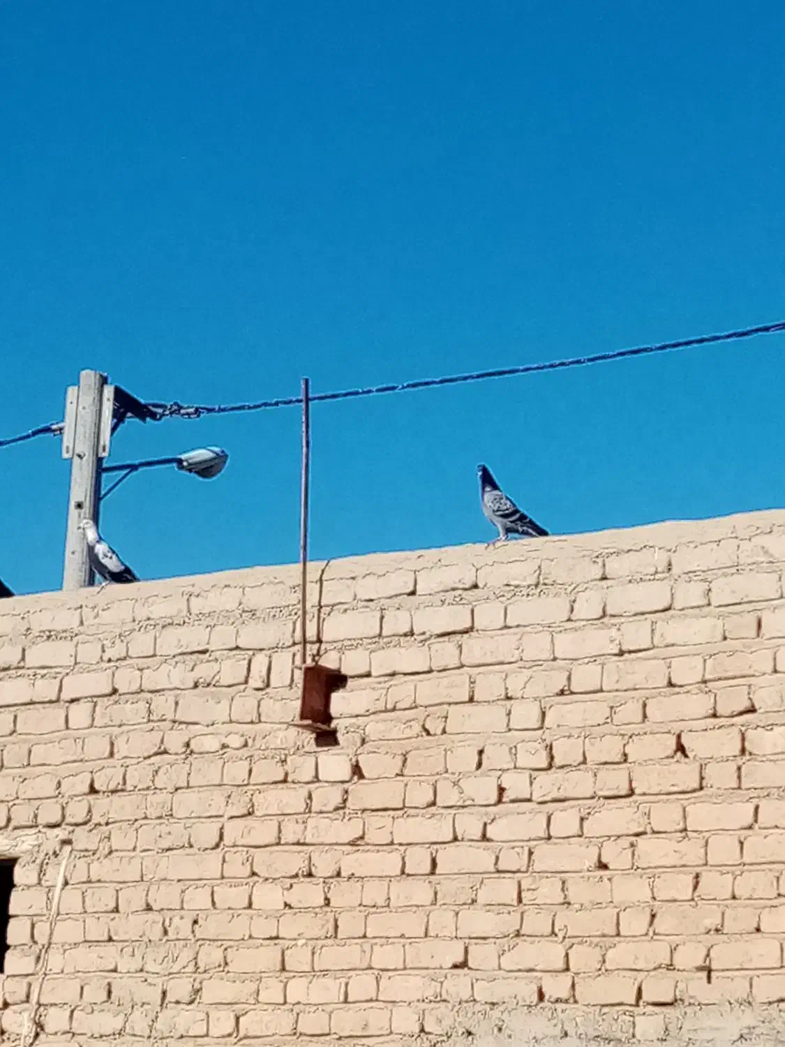 کبوتر|پرنده|شیروان (خراسان), |دیوار