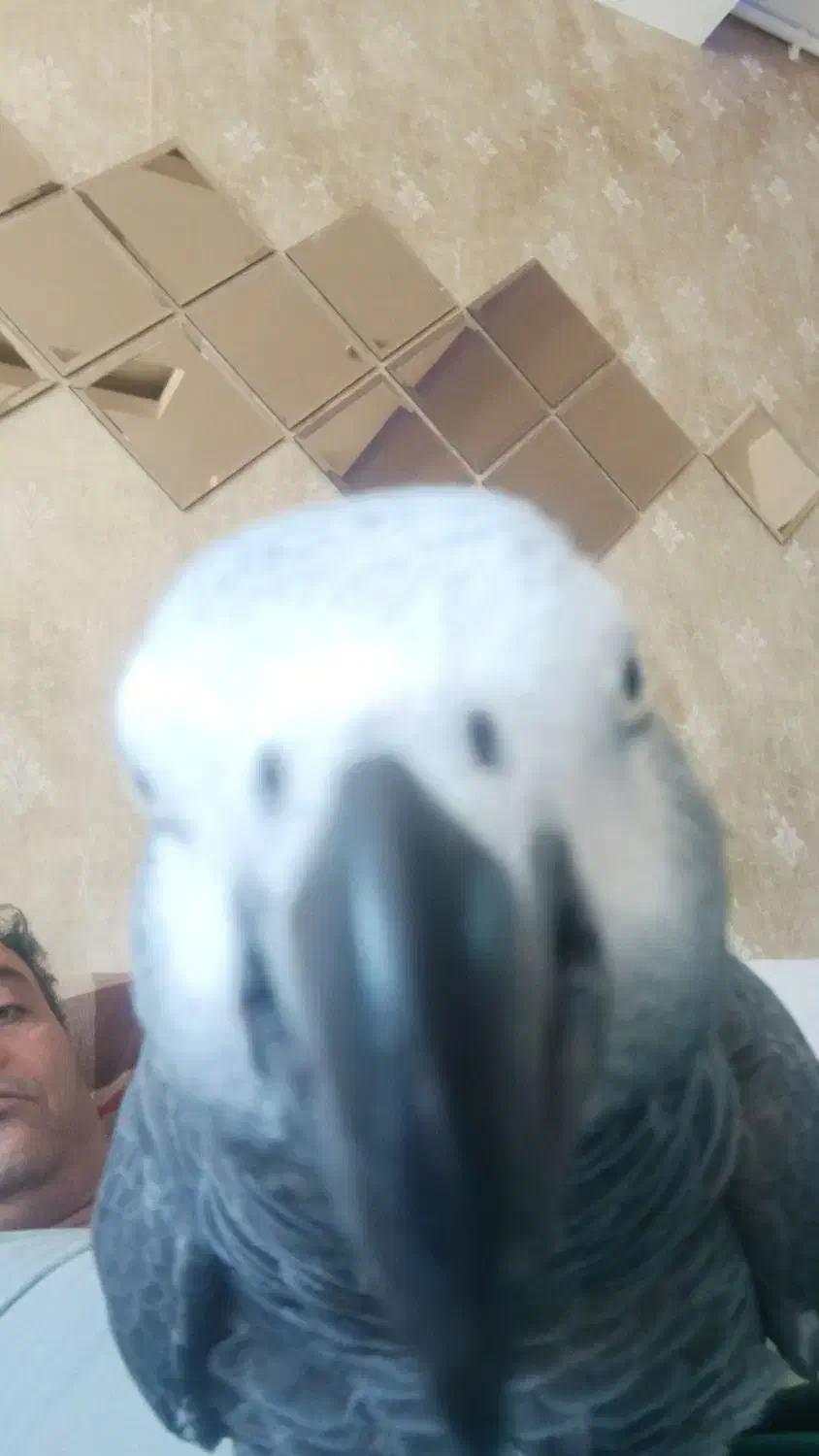 کاسکو گمشده|پرنده|آبادان, |دیوار