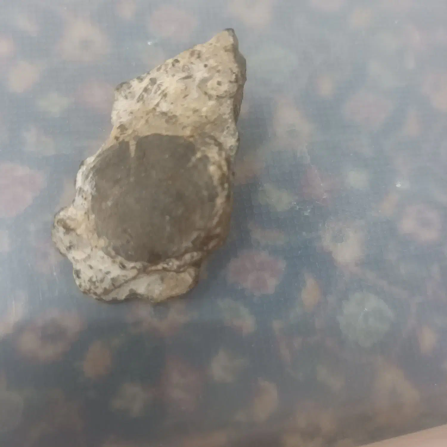 فسیل نایاب و ارزشمند وسنگ های که باارزش زیاد|کلکسیون اشیاء عتیقه|لواسان, |دیوار