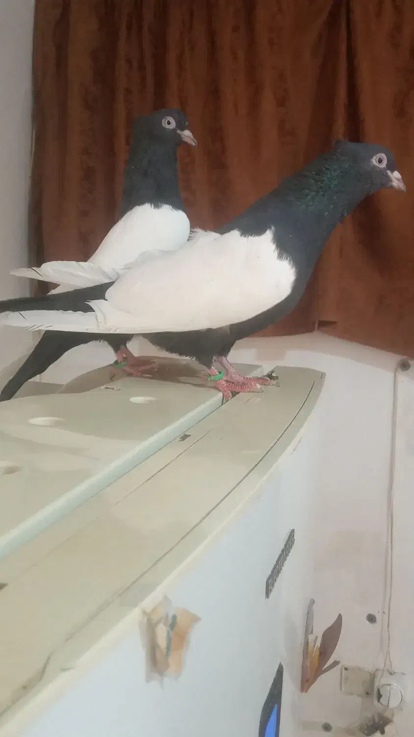 هفرنگ دم سفید  سینه سیاه|پرنده|مشهد, امام خمینی|دیوار