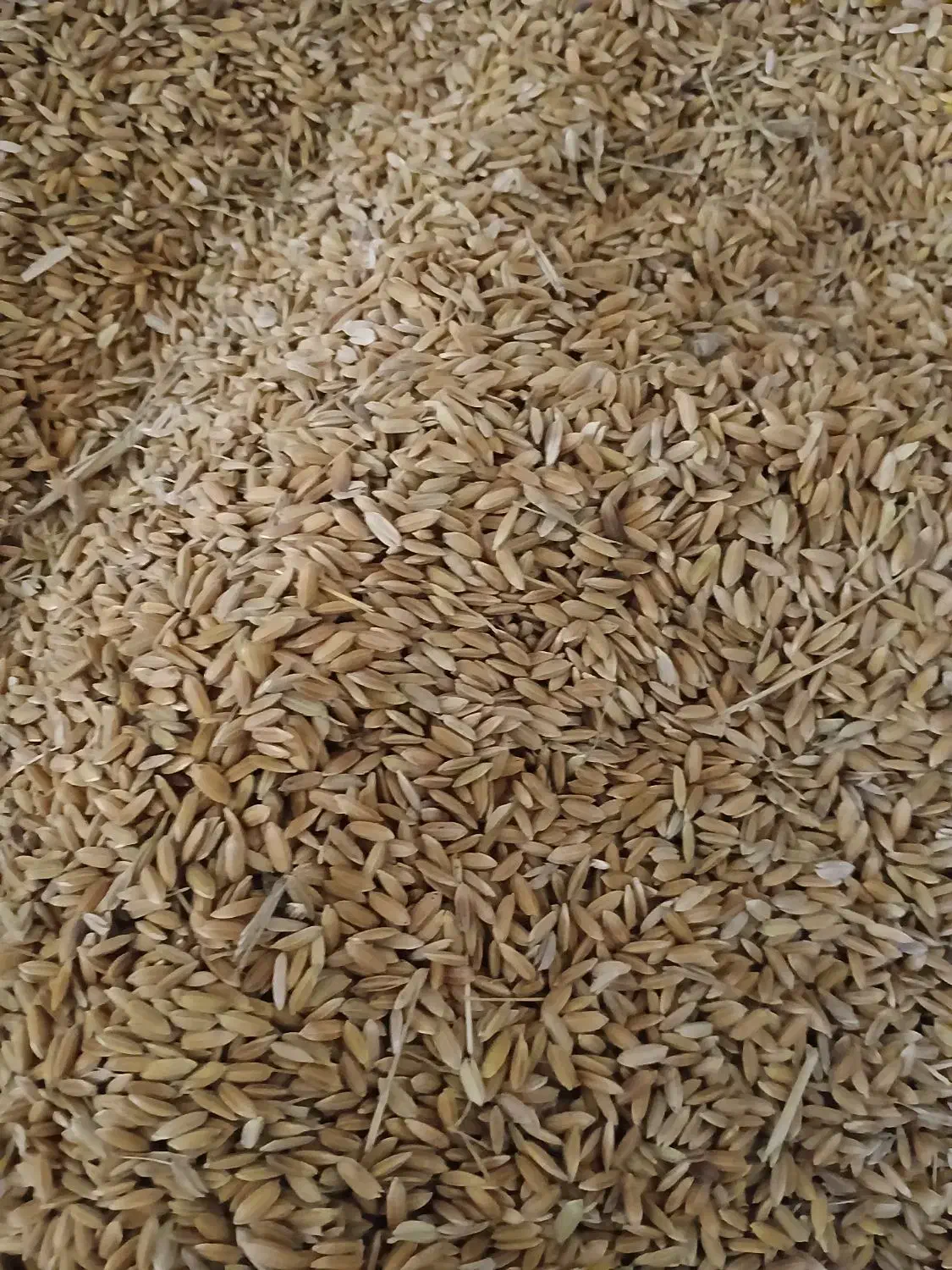 چلتیک چمپا محلی|خوردنی و آشامیدنی|یاسوج, |دیوار